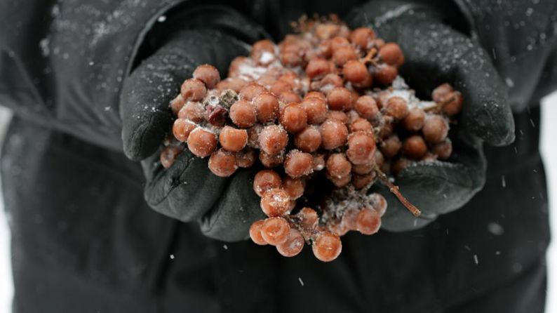 Frozen grapes, Terlato
