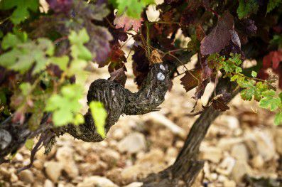 Close up of one of the vines which make up “the orchestra”