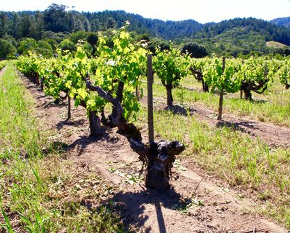 50 Years and “Just Beginning”: Robert Mondavi Winery 50 Years and “Just Beginning”: Robert Mondavi Winery