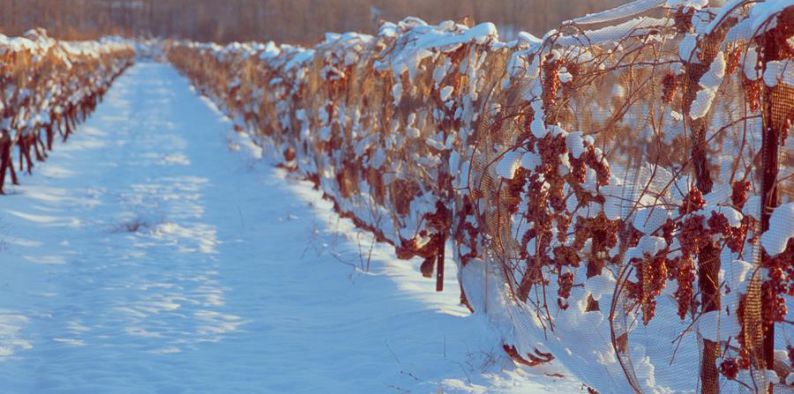 Icewine vineyards