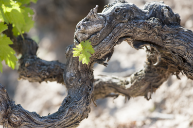 Vega Sicilia's vines