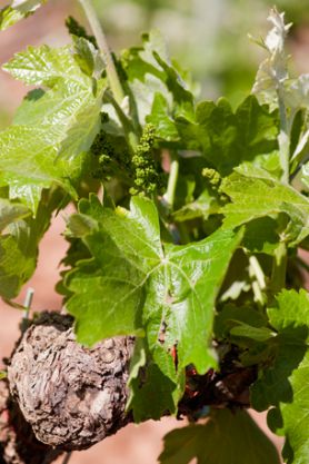 Vineyards of the Palacios Remondo winery