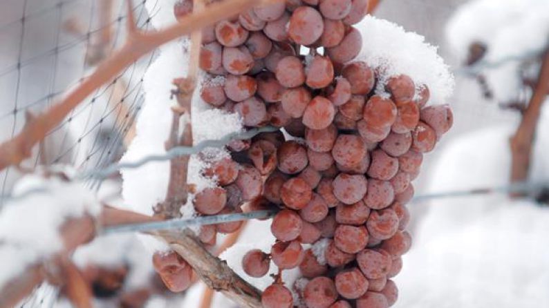 Icegrapes (Niagara)