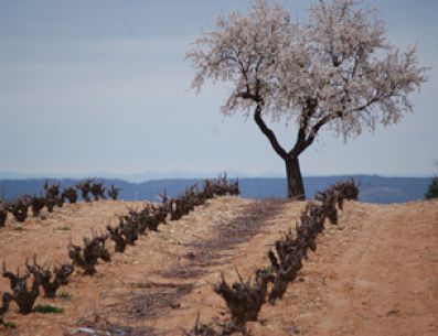 Old vine-stock at Finca Terrerazo