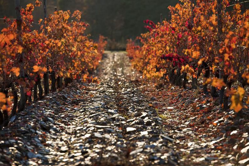 Valdesil viñedo Pezas da Portela