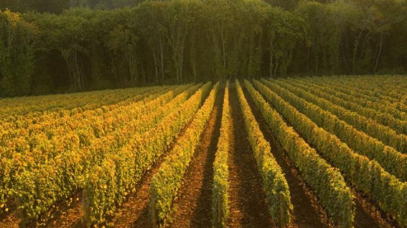 Ayoub Vineyard, Behind Winery