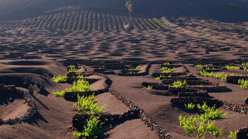 The Canarian Malvasia, a legend reborn