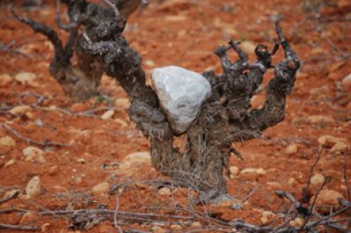 Vineyards at Valdepusa