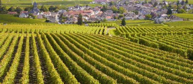 Burgundy sees earliest harvest in 500 years