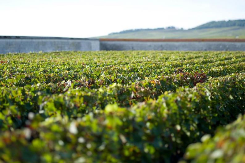 Clos d'Ambonnay