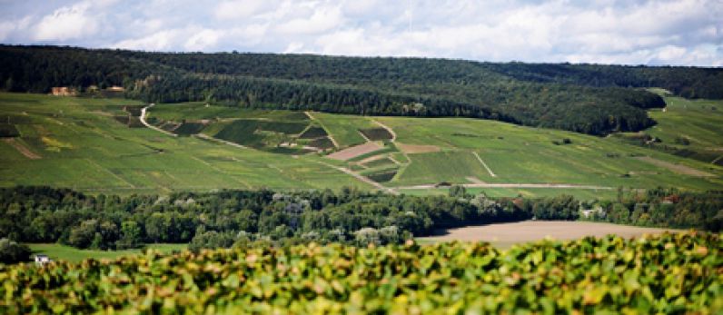 Champagne to limit production to 250m bottles for 2026.