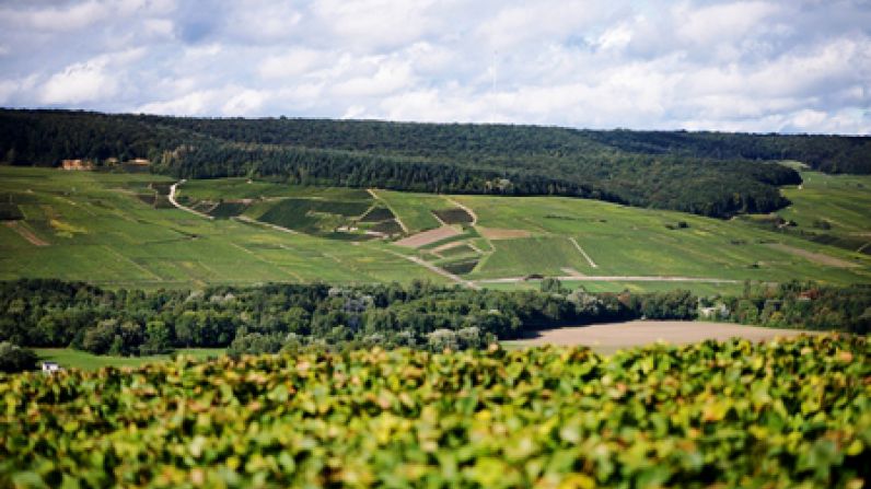 Champagne to limit production to 250m bottles for 2026.