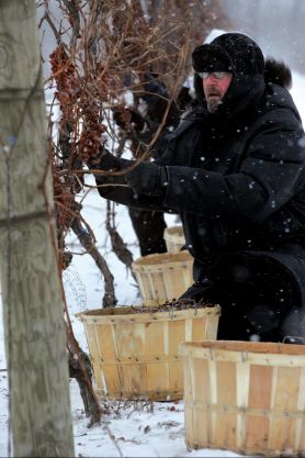 A grape picker at the Terlato winery (Canada)