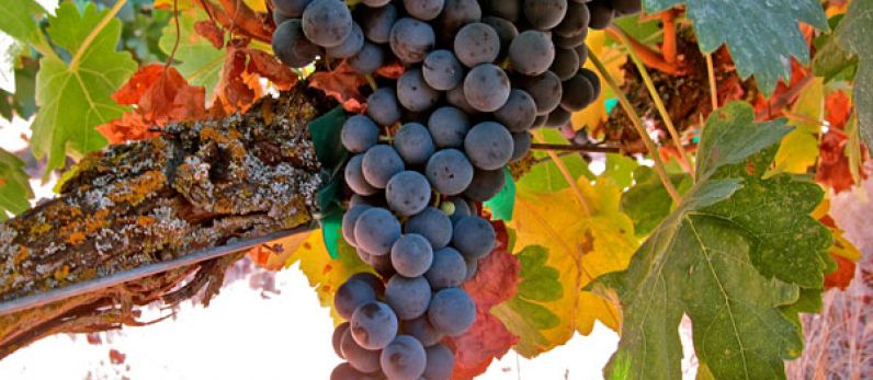 Tempranillo, the next “International Variety”?