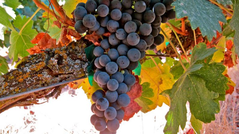 Tempranillo, the next “International Variety”?