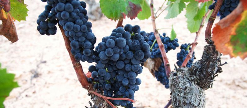 Monastrell, wines from the sun