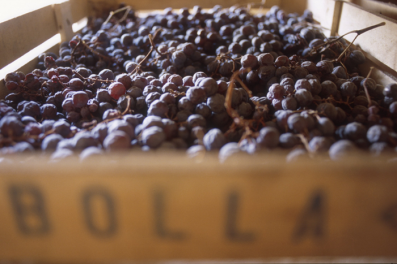 Drying Amarone grapes (Bolla)