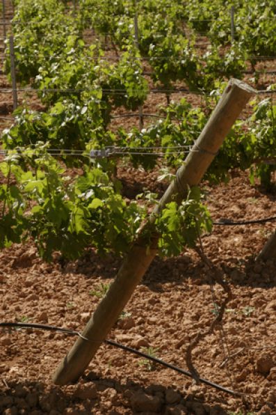 Vineyards at Bodegas Martúe