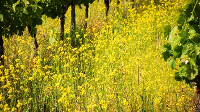 The 3rd Regenerative Viticulture Conference will explore microbial life in soil for creating resilient vineyards