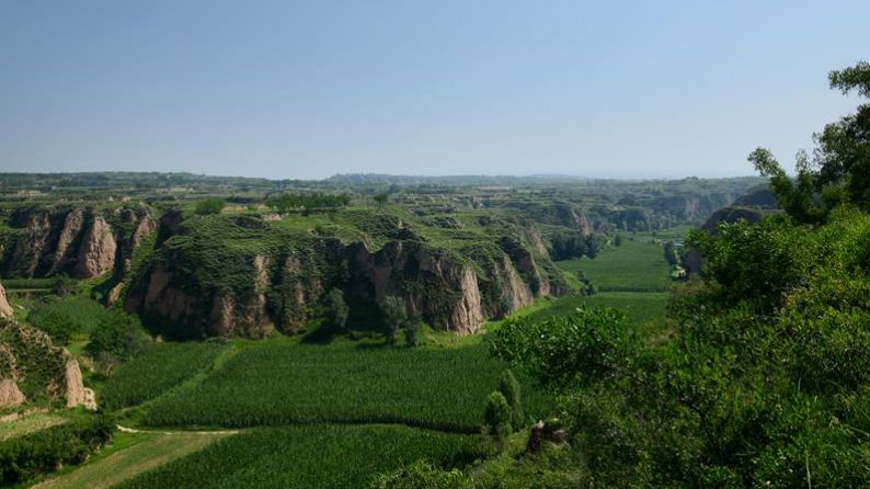 Vineyards in the valley, Taigu county (Shanxi province, China)