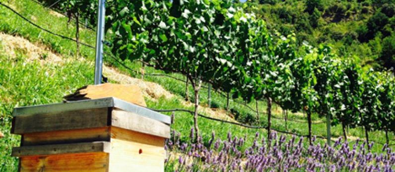Andorra, land of wine