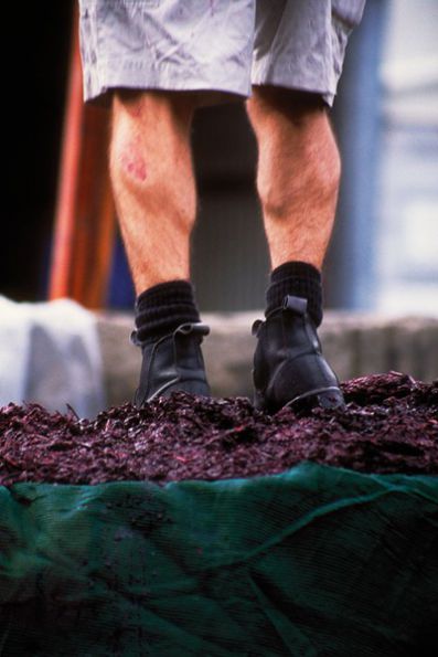 D'Arenberg - Compacting skins in basket press after fermentation and prior to basket pressing