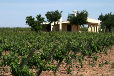 Vineyards at Bodegas Martúe