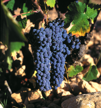 Monastrell,  considered to be the Jumilla D.O.’s native grape variety