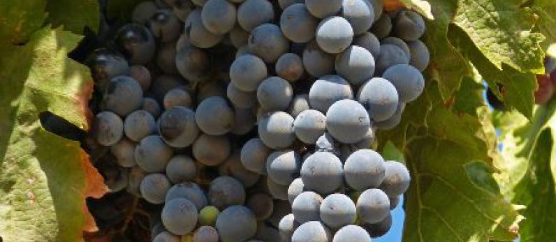 Garnacha in the USA