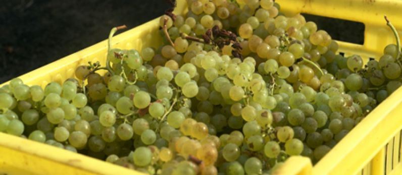 La vendimia de Lanzarote supera los 2 millones de kilos de uva recogidos