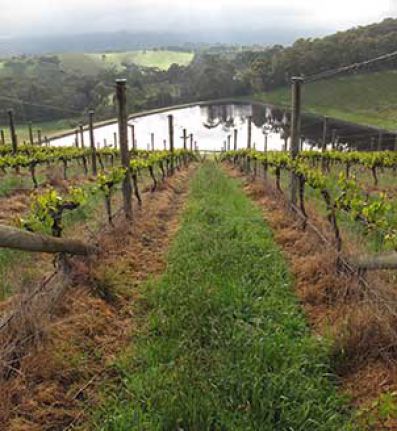 Viñedos de la bodega Giant Steps