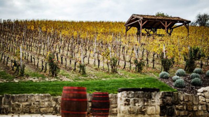 Hungr&iacute;a en tiempos de vendimia: cinco regiones para degustar sus mejores vinos.