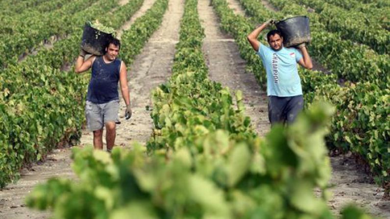 Barbadillo inicia su vendimia con una previsión de 11 millones de kilos de uva palomino 