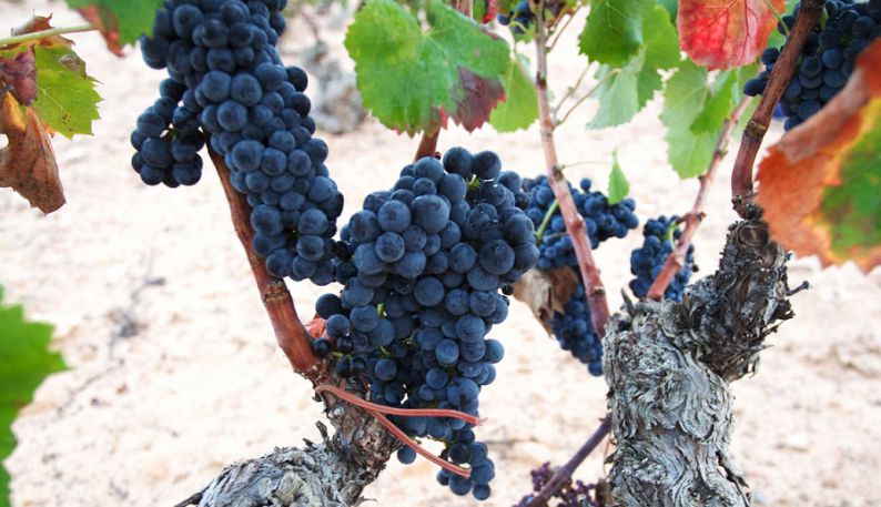 Uva Monastrell, en su punto óptimo de maduración