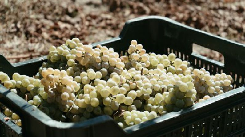 La D.O. Monterrei finaliza la vendimia con 6,5 millones de kilos de uva recogidos.