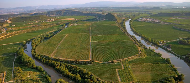 LAN comienza la vendimia de tempranillo en Viña Lanciano.