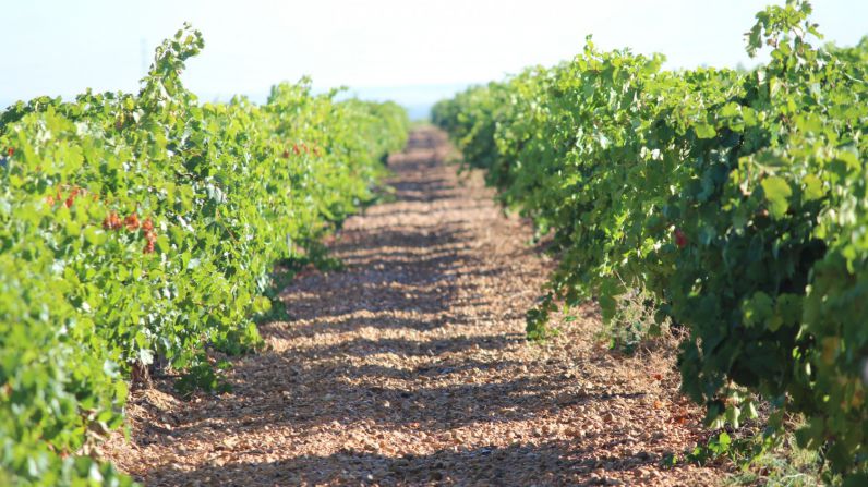 Bodegas Félix Sanz crece un 20% respecto al año anterior y apuesta por un futuro sostenible.