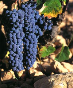 Uva Monastrell, en su punto óptimo de maduración