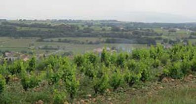 Viñedos en Châteauneuf-du-Pape