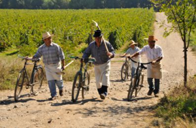 Bicicletas entre viñedos en Santa Digna, Bodegas Torres