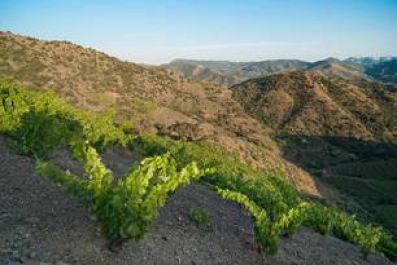 Viñedos de la Bodega Llach