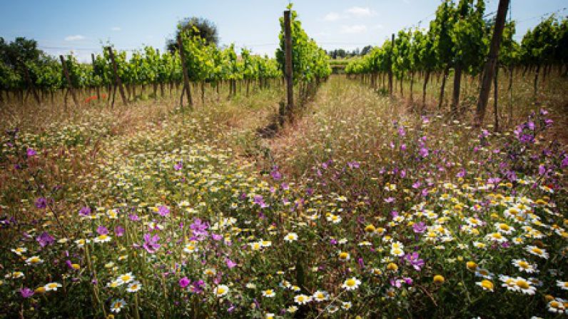 La Asociación de Viticultura Regenerativa acerca este modelo vitícola a profesionales del sector en la Barcelona Wine Week