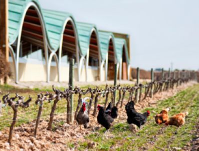 Pollos al aire libre en los alrededores de la finca Gramona