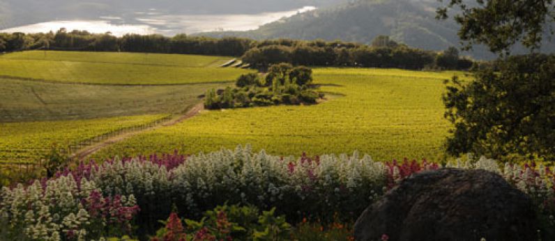 Cabernet Sauvignon, un océano de diferencia