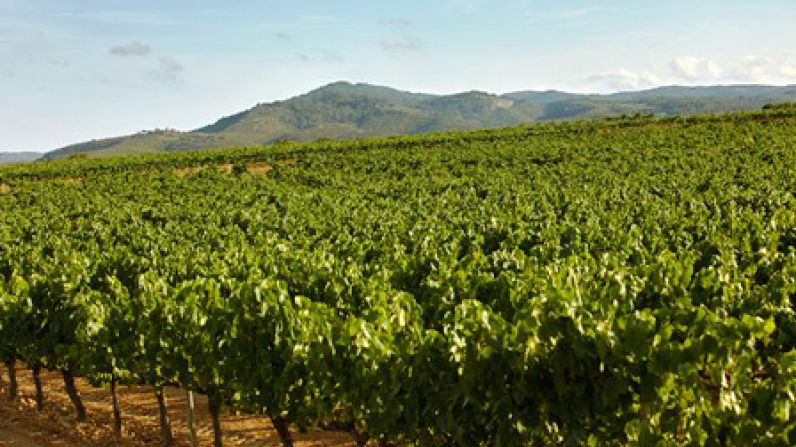 Los Cavas de Paraje o los Parajes del Cava Premium