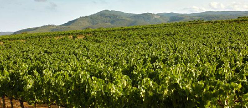 Los Cavas de Paraje o los Parajes del Cava Premium