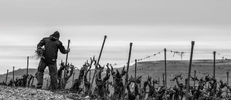 Bodega Matarromera, Pago de Carraovejas y Ence se alían para ofrecer soluciones sostenibles al residuo de poda de la vid.
