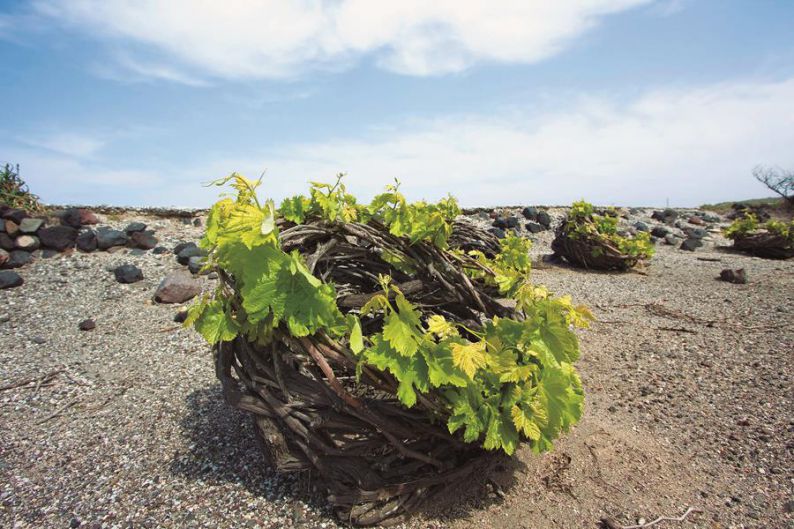 viñedo en santorini