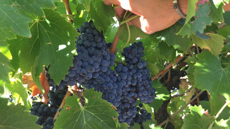 La D.O. Toro espera unos 20 millones de kilos de uva en un año marcado por la sequía.