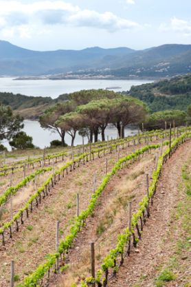 Viñas de la Finca Garbet